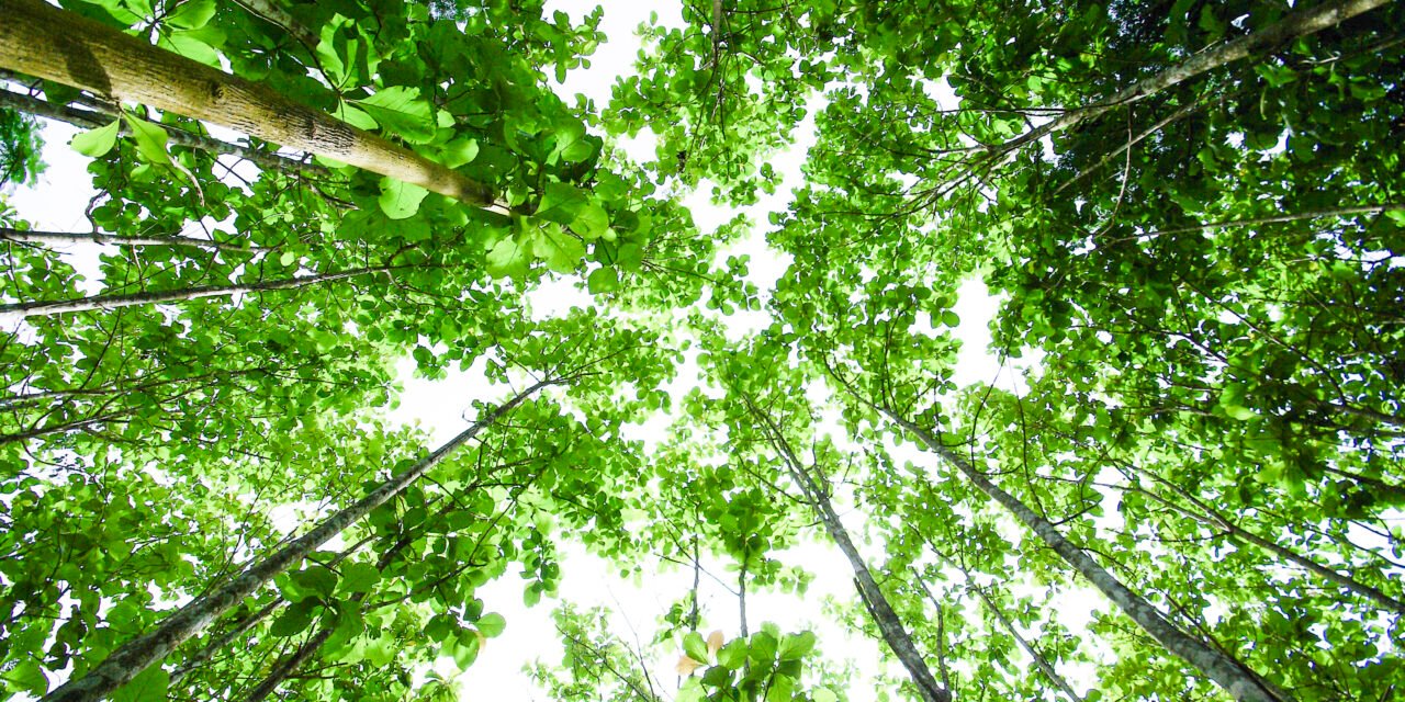 Boosting Your SMB: How HyperLocal eCommerce is Transforming Local Shopping