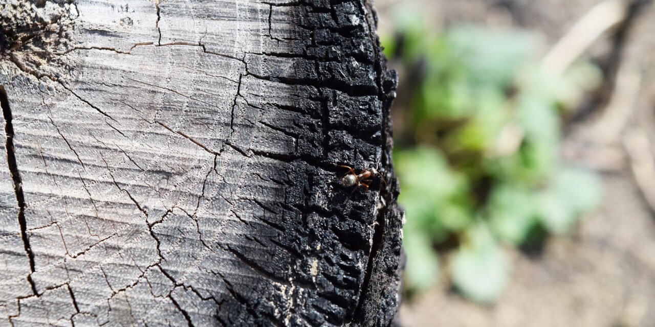 The HyperLocal Shift: Why SMBs Should Embrace eCommerce to Thrive