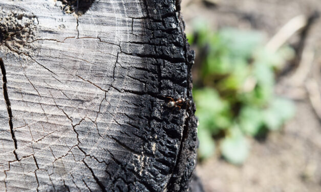 The HyperLocal Shift: Why SMBs Should Embrace eCommerce to Thrive